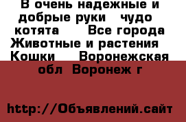 В очень надежные и добрые руки - чудо - котята!!! - Все города Животные и растения » Кошки   . Воронежская обл.,Воронеж г.